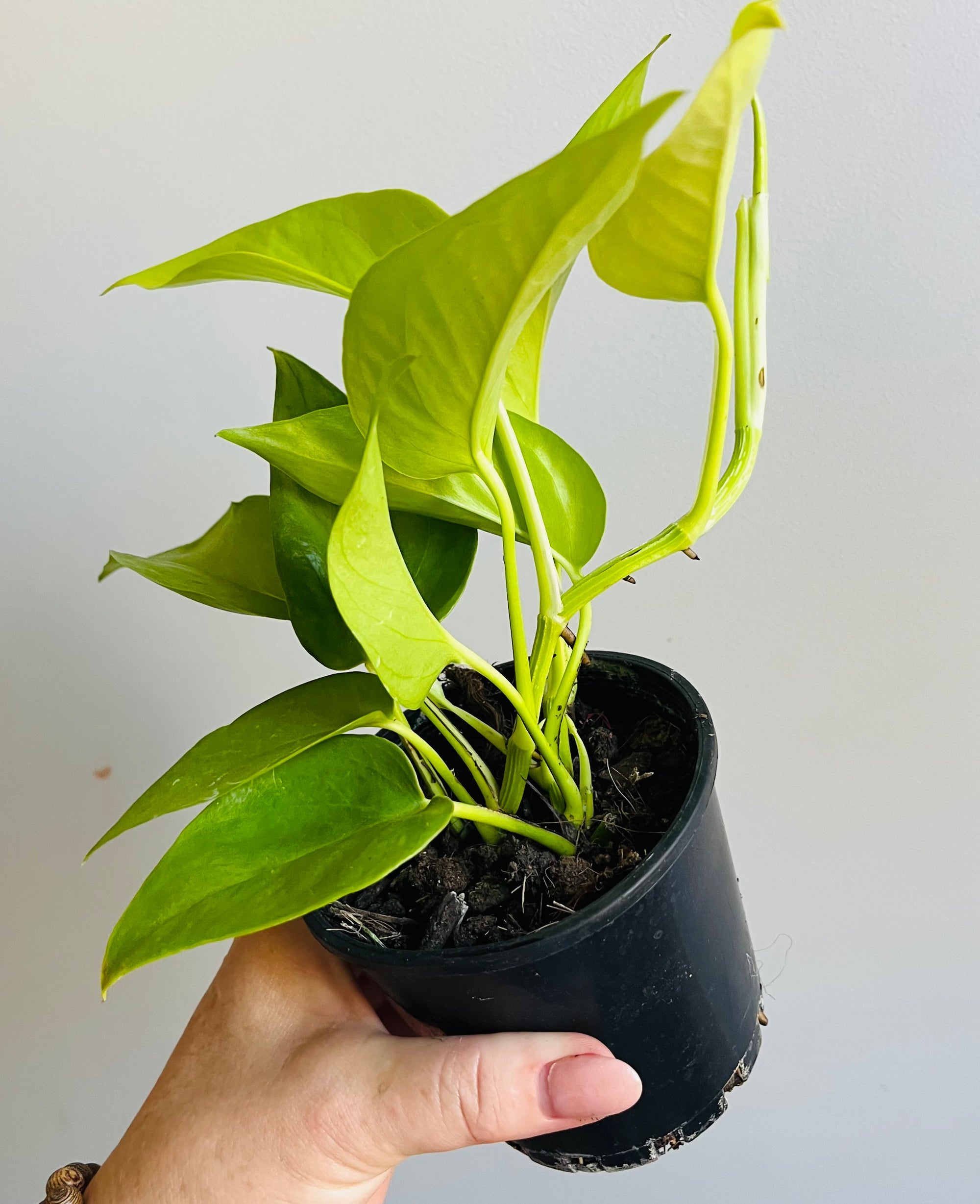 Epipremnum Aureum - Neon Goldilocks