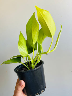 Epipremnum Aureum - Neon Goldilocks