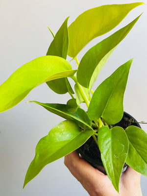 Epipremnum Aureum - Neon Goldilocks