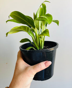 Spathiphyllum - ‘Silver Streak’