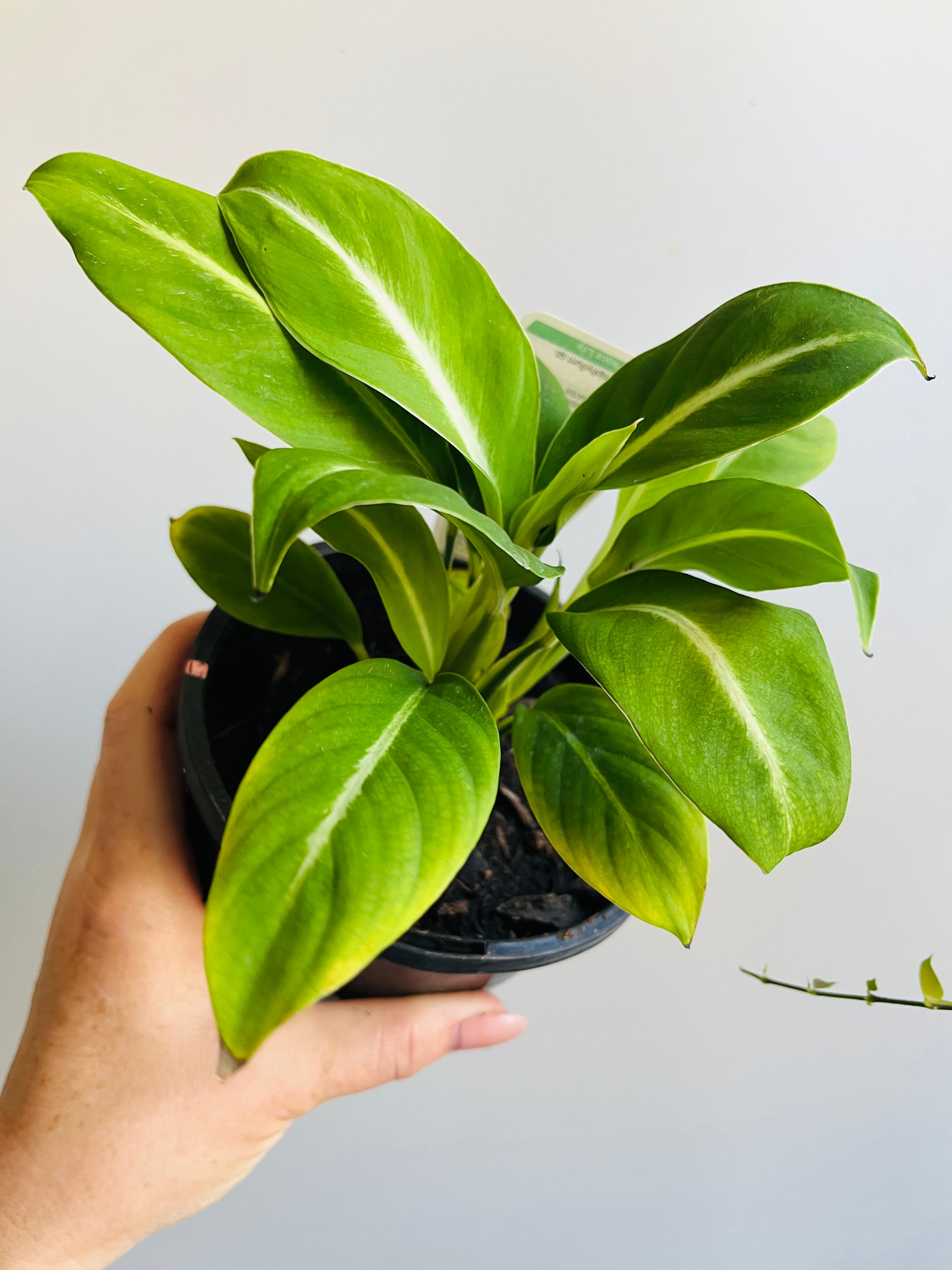 Spathiphyllum - ‘Silver Streak’