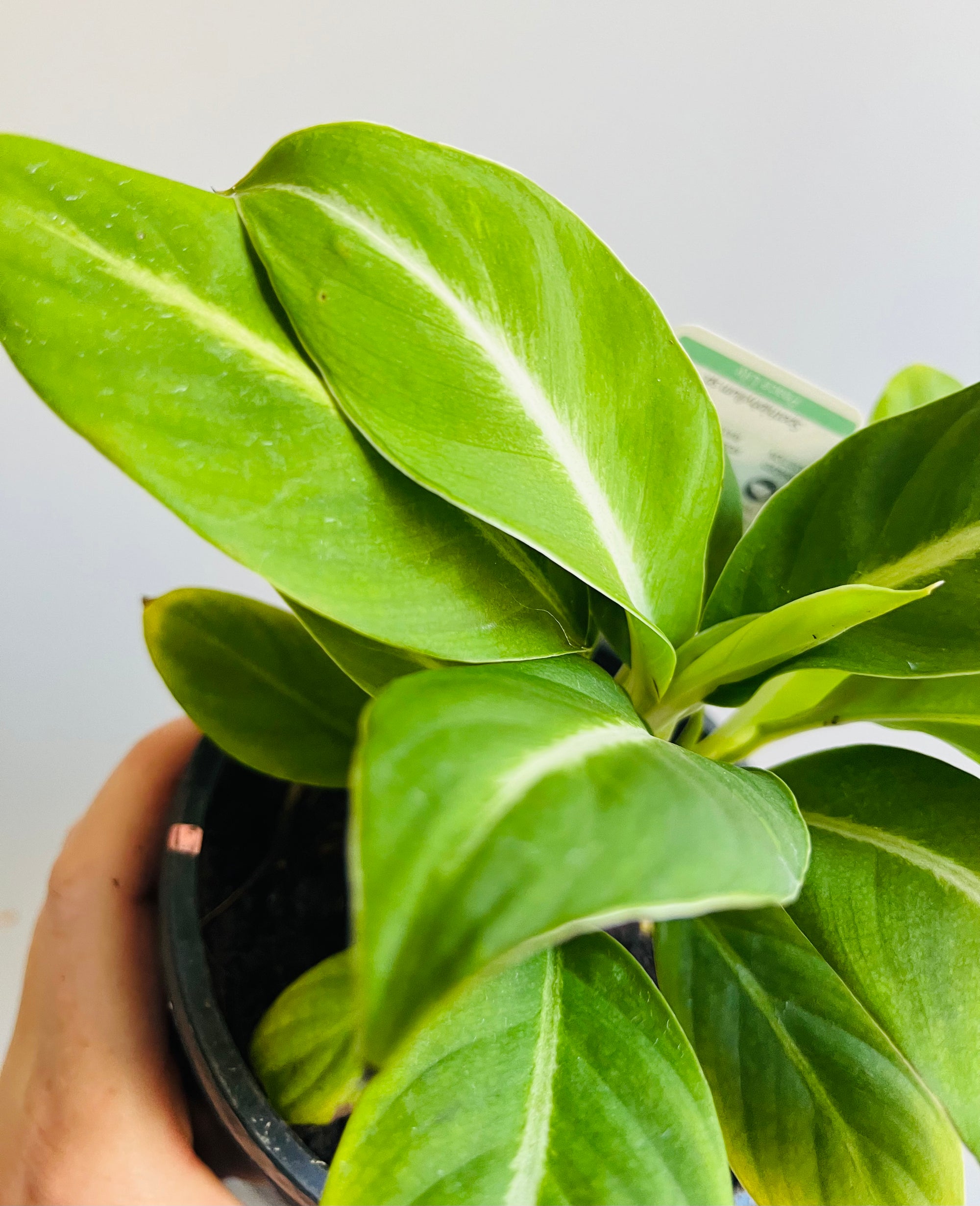 Spathiphyllum - ‘Silver Streak’