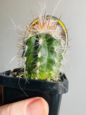 Oreocereus neocelsianus 'Old Man of the Andes'