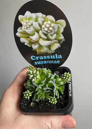 Crassula suzannae