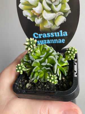 Crassula suzannae