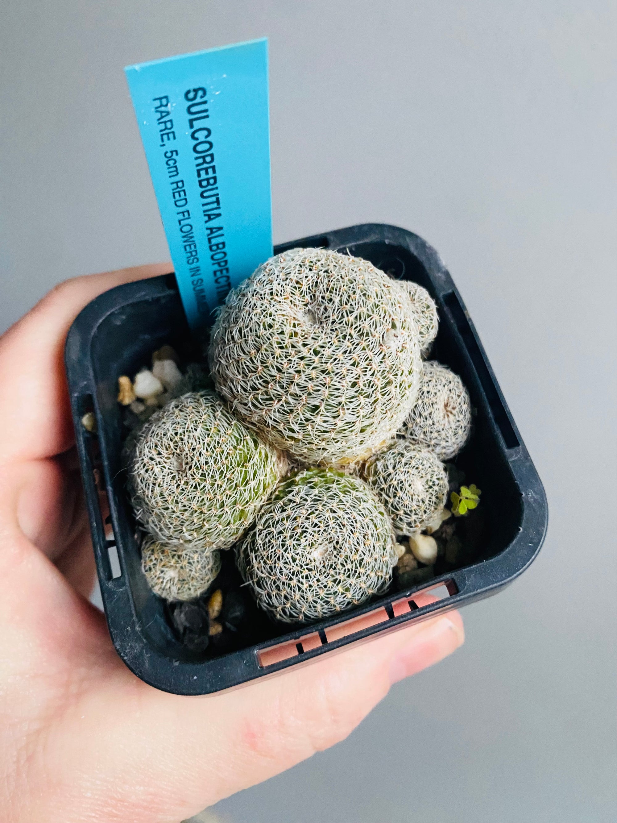 Sulcorebutia Albopectinata