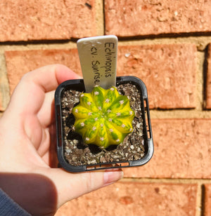 Echinopsis c.v. Sunrise