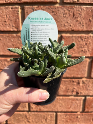 Faucaria tuberculosa 'Knobbled Jaws'