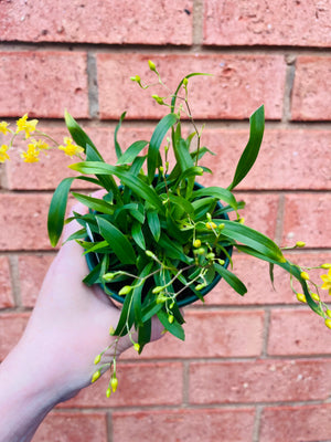 Oncidium - Twinkle (Yellow)