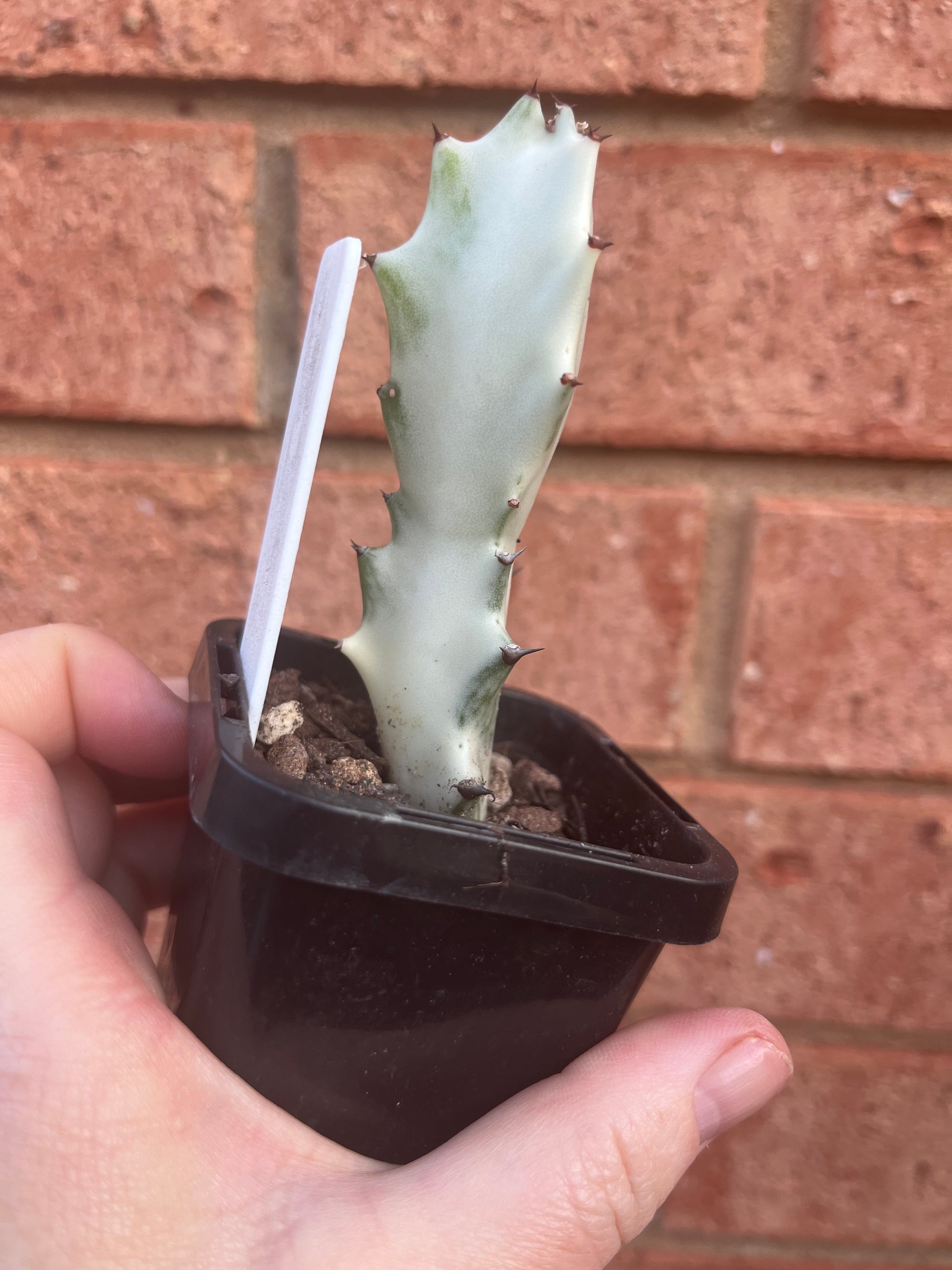 Euphorbia lactea variegata