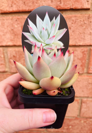 Echeveria agavoides - Sirius