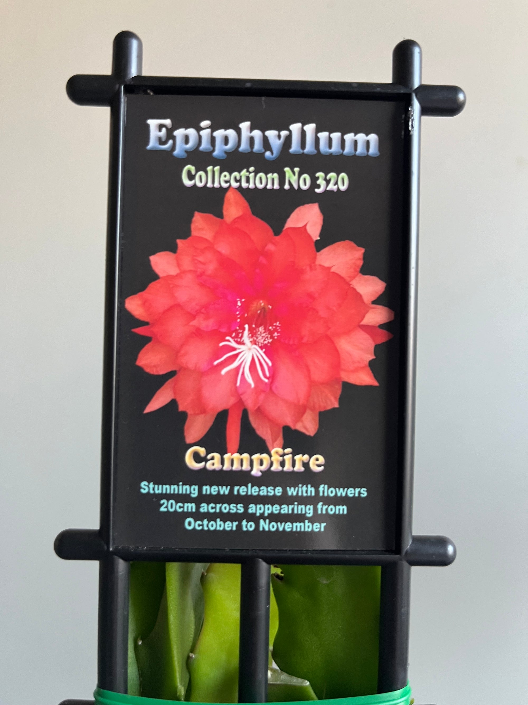 Epiphyllum 'Campfire' - Collection No. 320