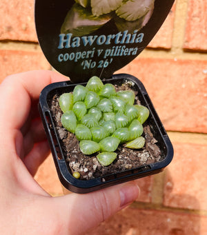 Haworthia cooperi v pilifera