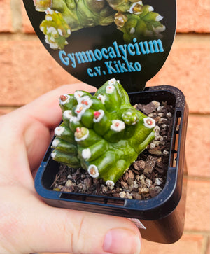 Gymnocalycium c.v. Kikko