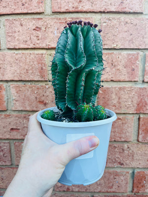 Euphorbia polygona