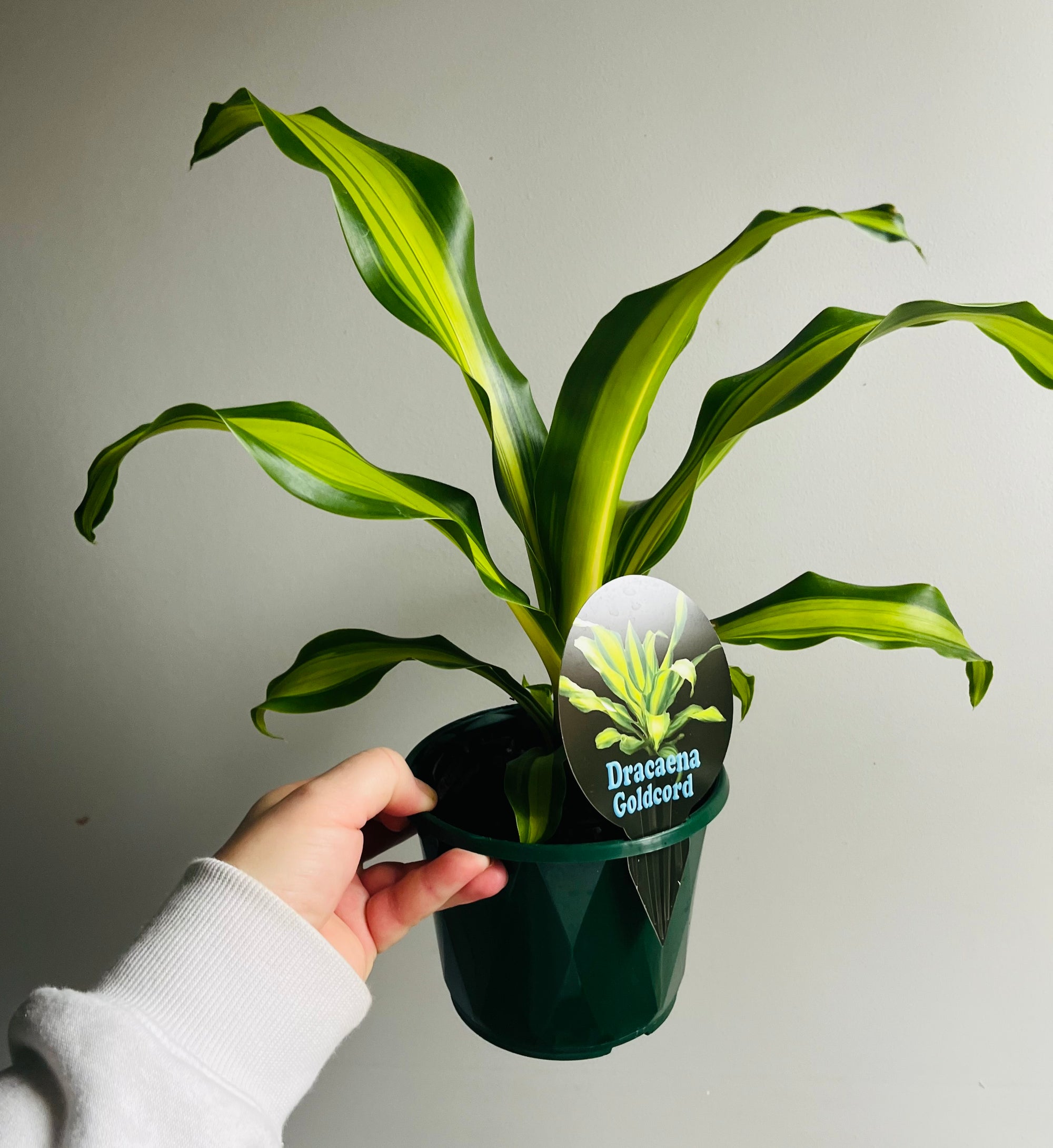 Dracaena fragrans cv. Massangeana 'Gold Cord' - Happy Plant