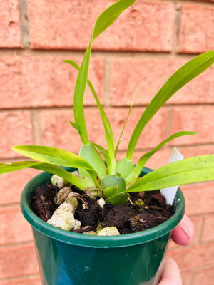 Oncidium - Twinkle (Red)