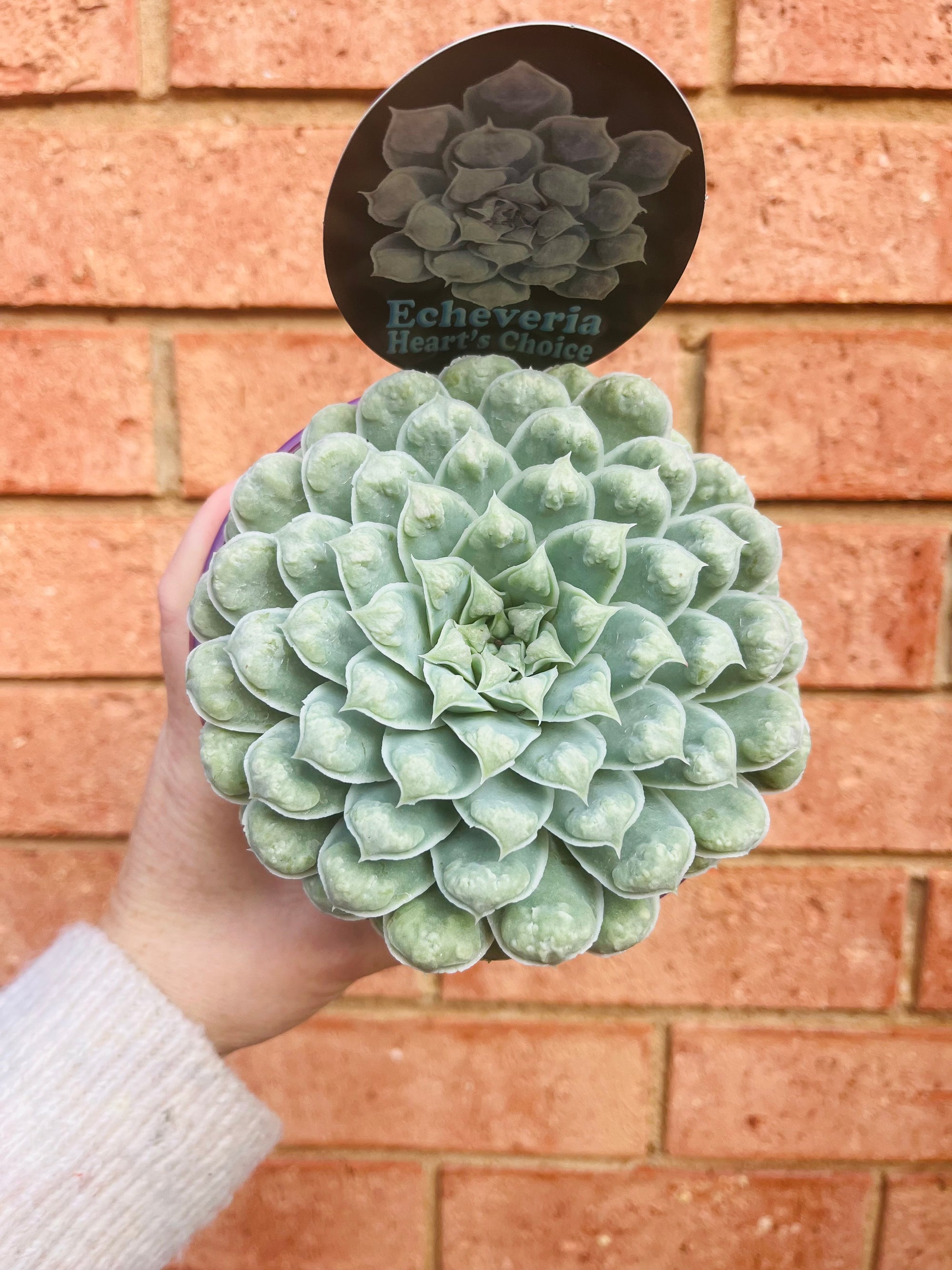 Echeveria Heart's Choice