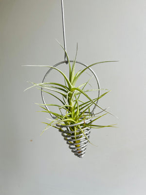 Living Airplant Metal Displays