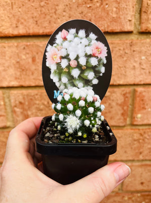 Mammillaria vetula cv. 'Orunga'