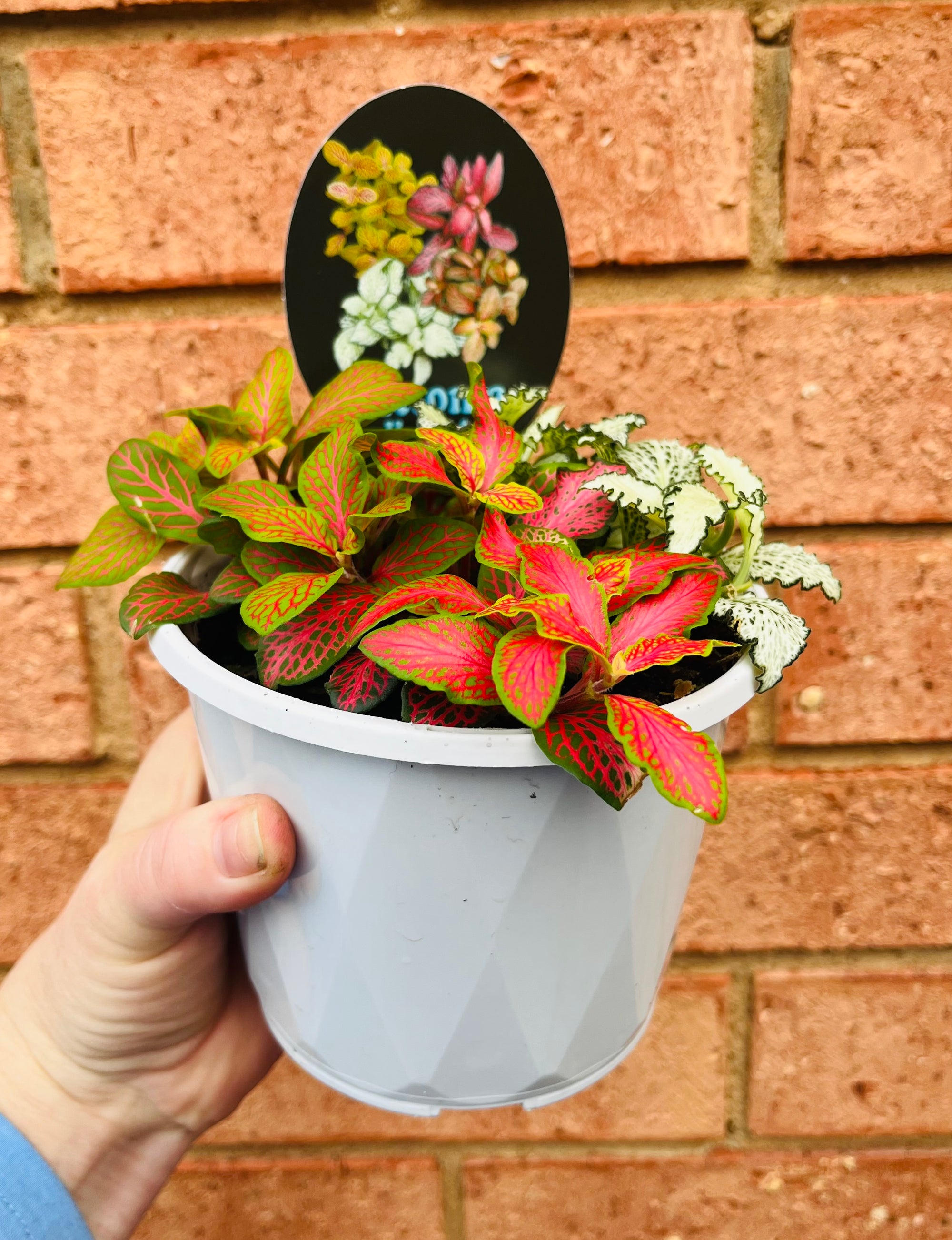 Fittonia - Tri Pot A