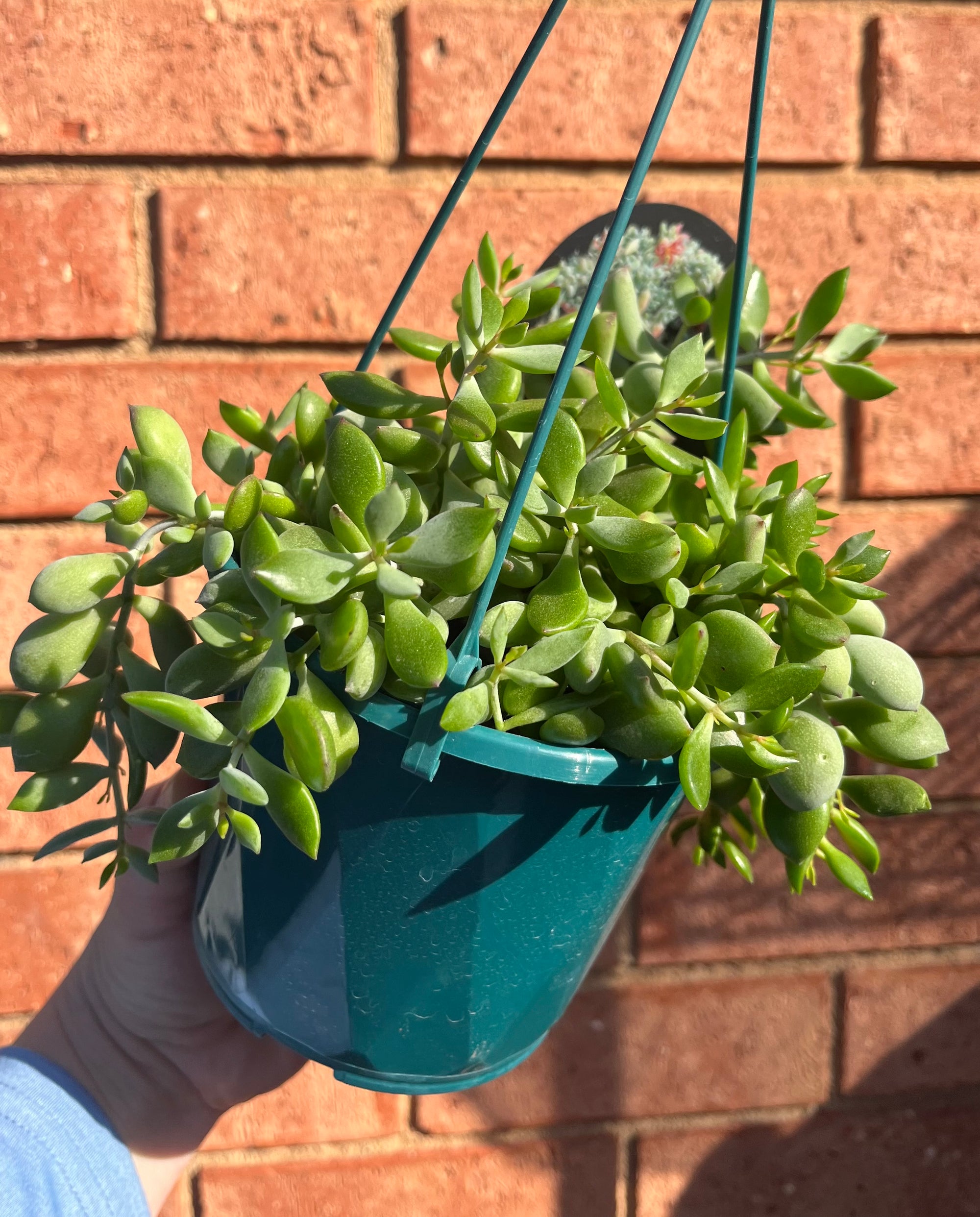 Cotyledon pendens