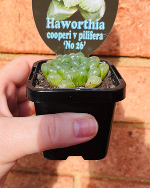 Haworthia cooperi v pilifera