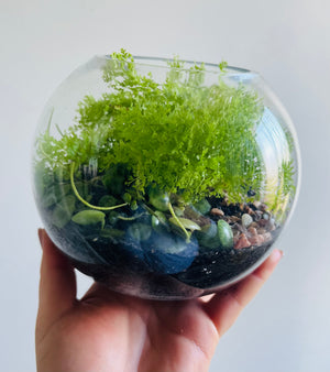 Displays & Terrariums - Medium Globe Display - Cotton Candy Fern & Peperomia prostrata