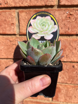 Echeveria cultivar 'White Rose'