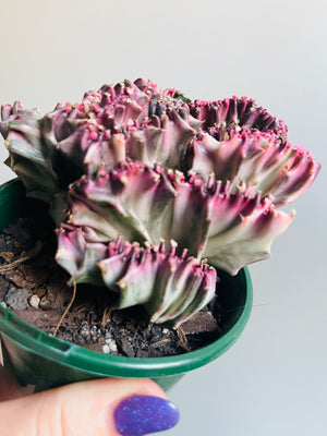 Euphorbia lactea 'cristata' variegated