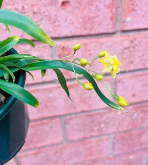 Oncidium - Twinkle (Yellow)