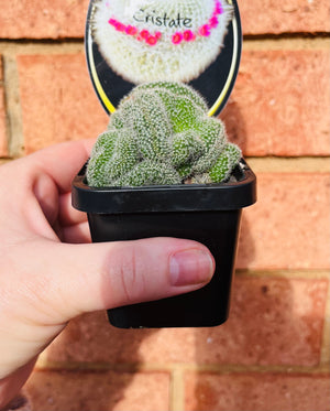 Mammillaria hahniana 'Old Lady Cactus' crested