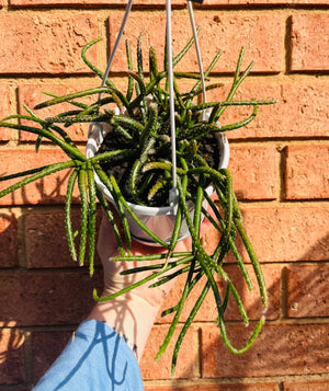 Rhipsalis Horrida - Mistletoe Cactus Collection No. 15