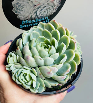 Echeveria elegans 'Mexican Snowball'