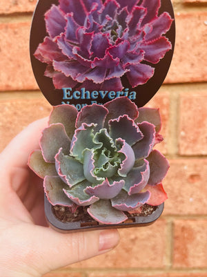 Echeveria hybrid ‘Neon Breakers’