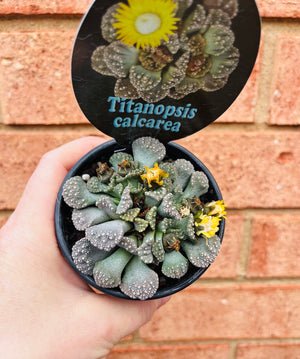 Titanopsis calcarea