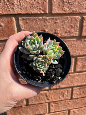 Echeveria Violet Queen