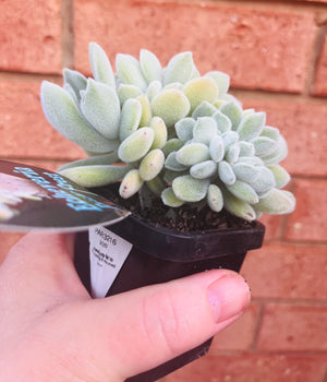 Echeveria pulvinata 'Frosty cristata'