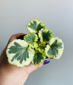 Saxifraga stolonifera 'Blondie' - Strawberry Begonia aka tri colour (cream, light green and dark green)