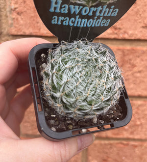 Haworthia arachnoidea