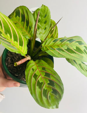 Maranta Leuconeura - Red Vein Prayer Plant