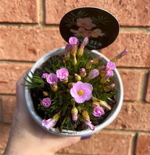 Oxalis flava (pink)