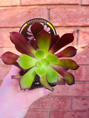 Aeonium aboreum 'The Chocolate Rose'