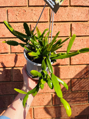 Rhipsalis Micrantha - Mistletoe Cactus Collection No. 18