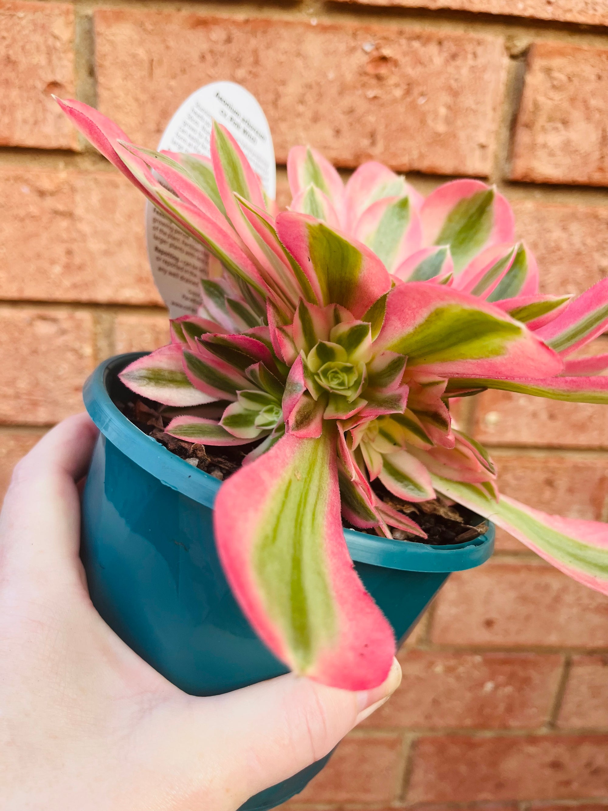 Aeonium arboreum cv. Pink Witch