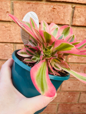 Aeonium arboreum cv. Pink Witch