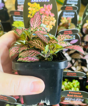 Fittonia - Pink Star (dark)