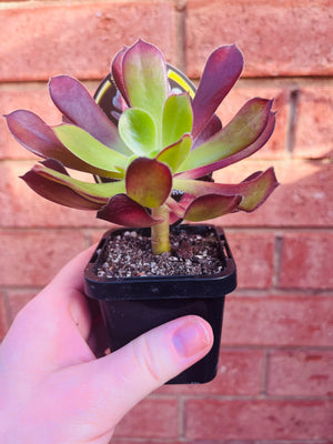 Aeonium aboreum 'The Chocolate Rose'