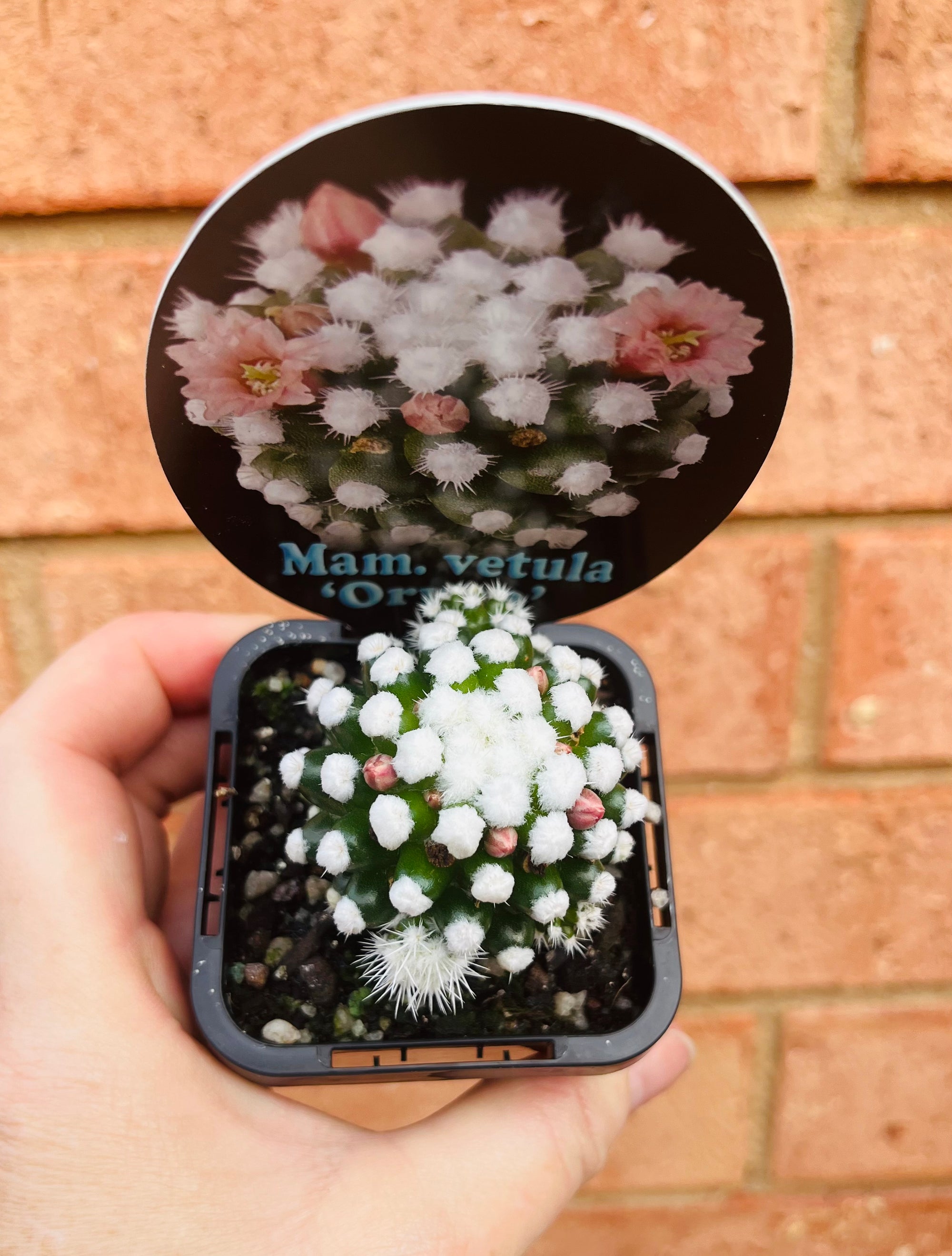 Mammillaria vetula cv. 'Orunga'