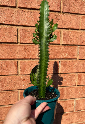 Euphorbia trigona - African Milk Tree